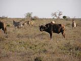 Parco Tsavo East 12